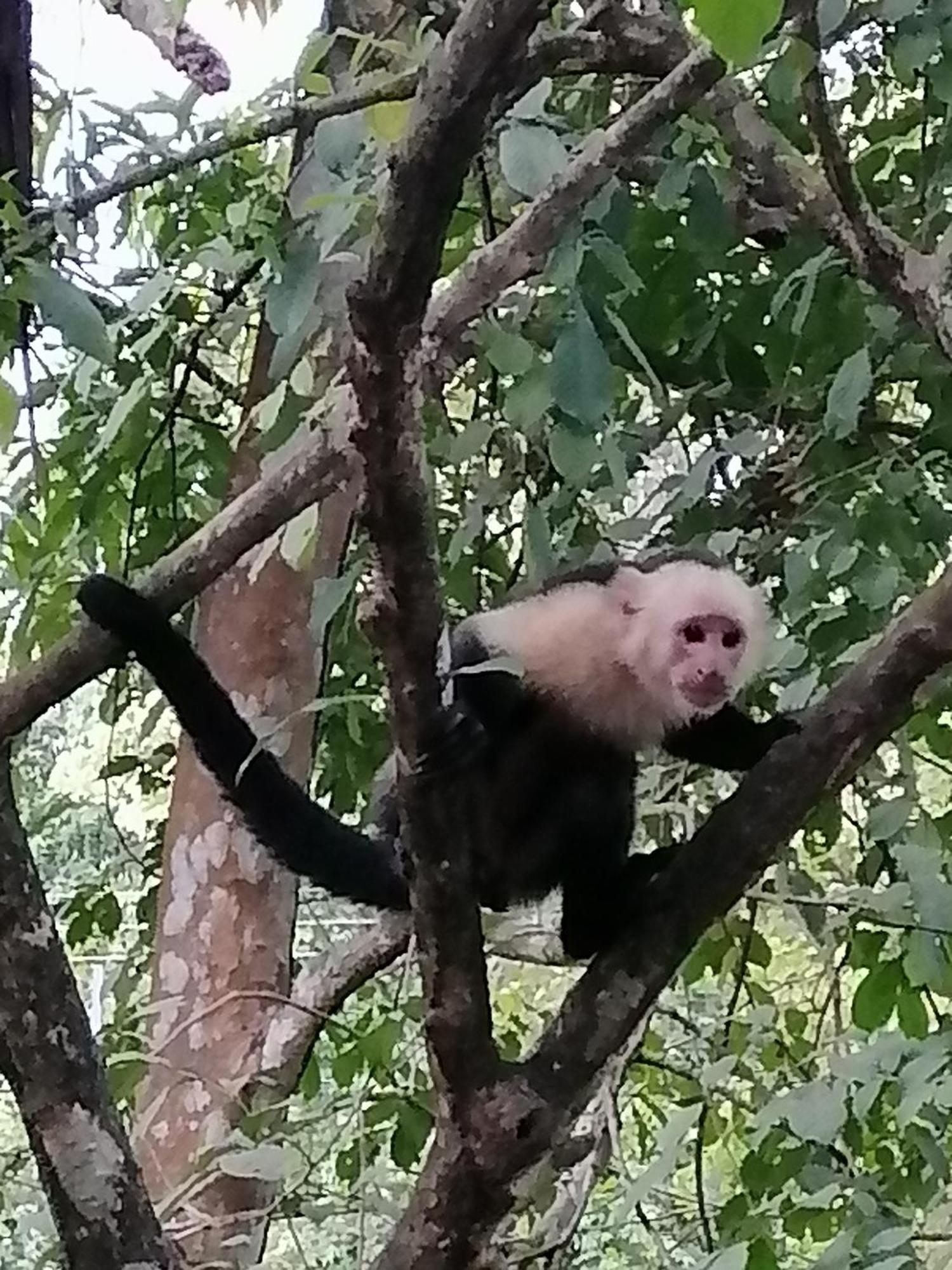 Garza Tigre Apartamentos Cobano المظهر الخارجي الصورة